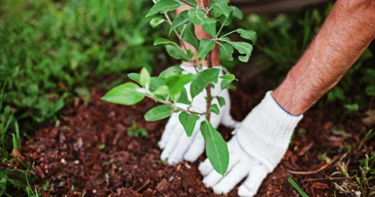 Gardening Tips for Each Season