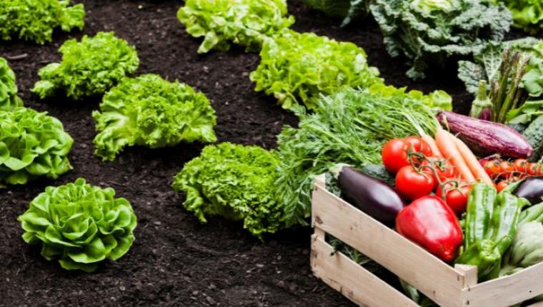 How Sustainable Agriculture is Transforming the Food Industry