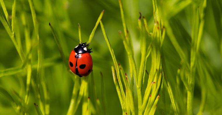 The Secret Life of Ladybugs