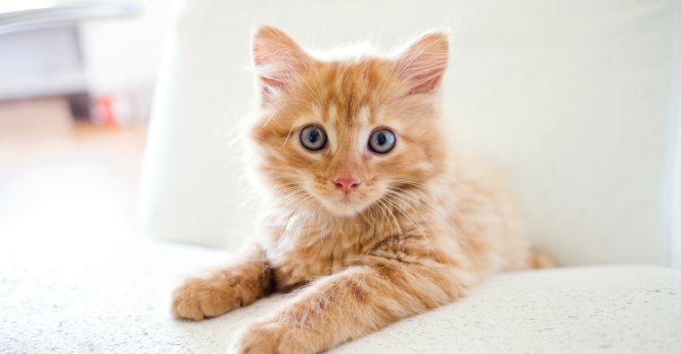 The Cat Who Kew Too Much