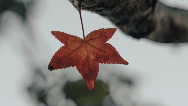The Last Leaf