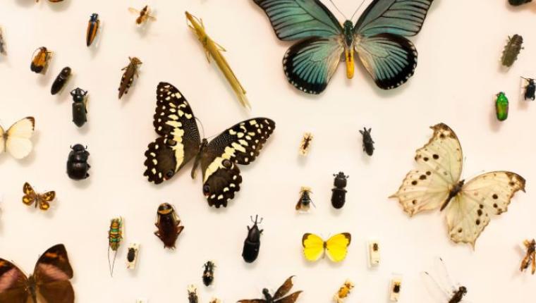 The Fascinating World of Insects