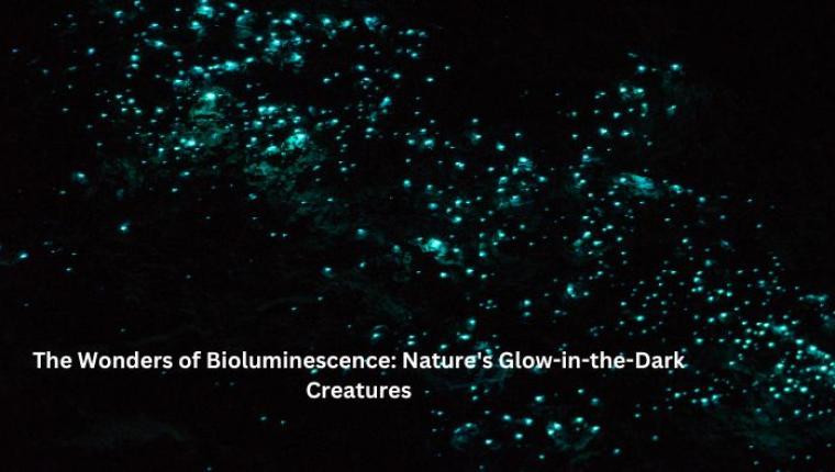 The Wonders of Bioluminescence: Nature's Glow-in-the-Dark Creatures