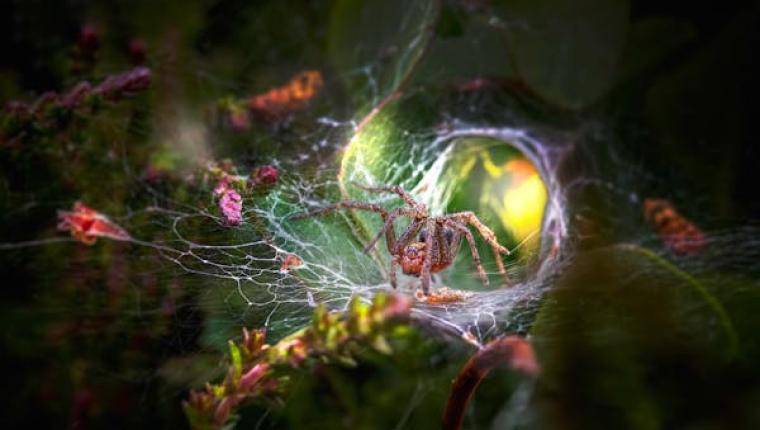 The Wonders of Nature: Exploring the Beauty and Importance of Our Natural World