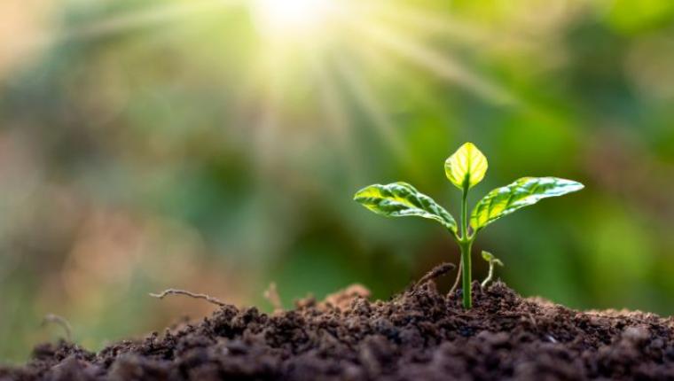 The Relationship Between Soil Health and Plant Growth