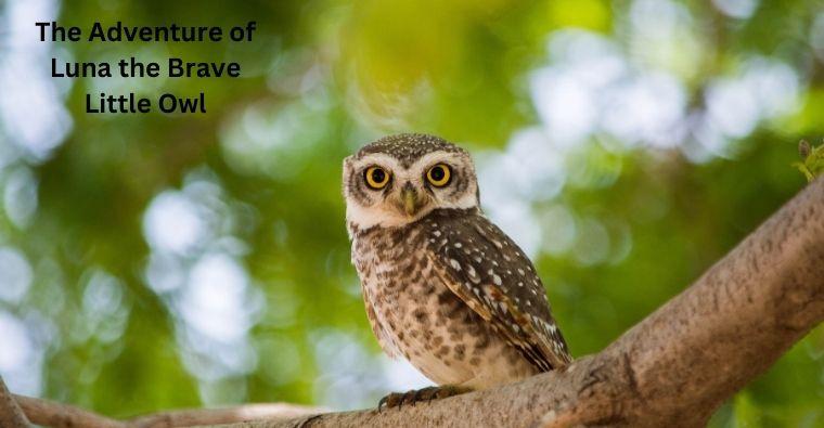 The Adventure of Luna the Brave Little Owl
