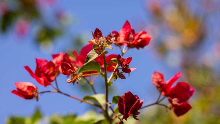 The Beauty and Significance of Flowers in Nature
