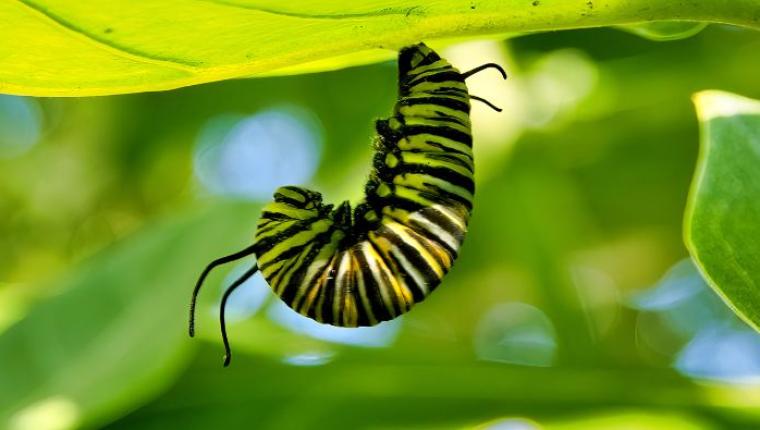 "The Very Hungry Caterpillar"