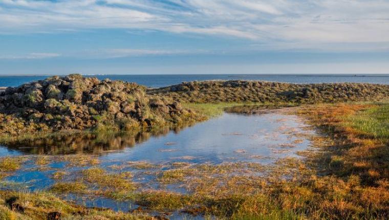 The Role of Wetlands in the Ecosystem