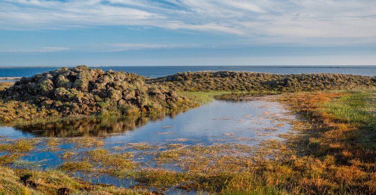 The Role of Wetlands in the Ecosystem