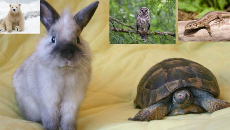 The Great Race of the Animals