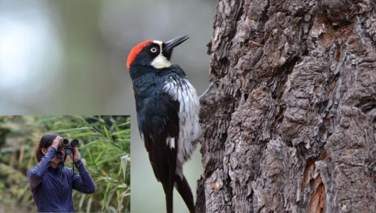 A Guide to Birdwatching: Tips for Beginners and Where to Spot Rare Species