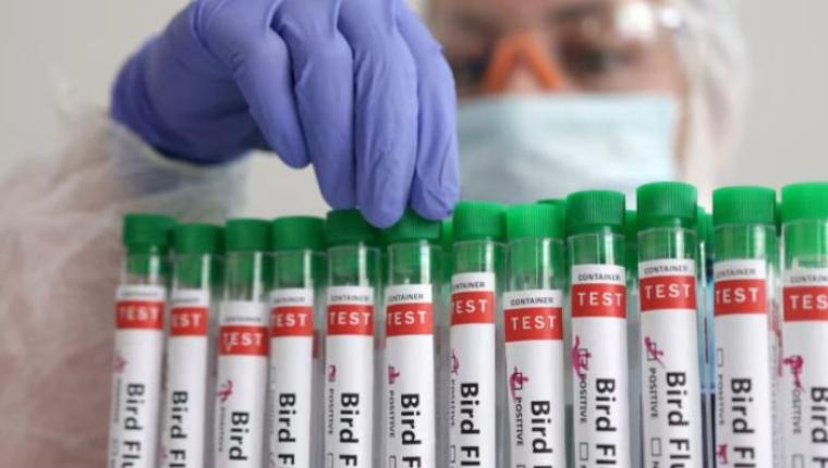 Surge in Human Bird Flu Cases Across the U.S.