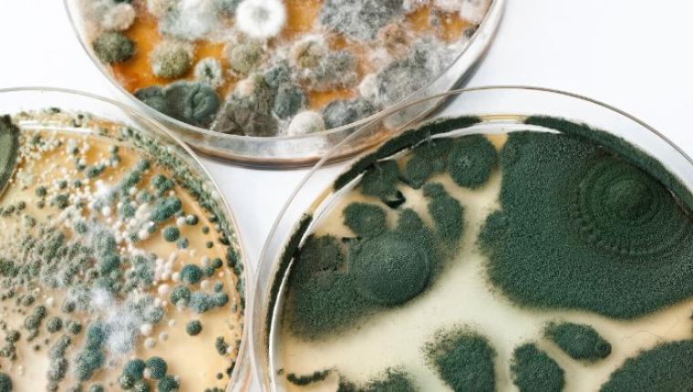 The Fascinating World of Mycology: Discovering the Importance of Fungi