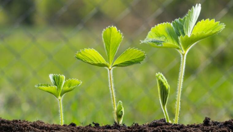 The Future of Urban Gardening: How To Start Your Own Green Space