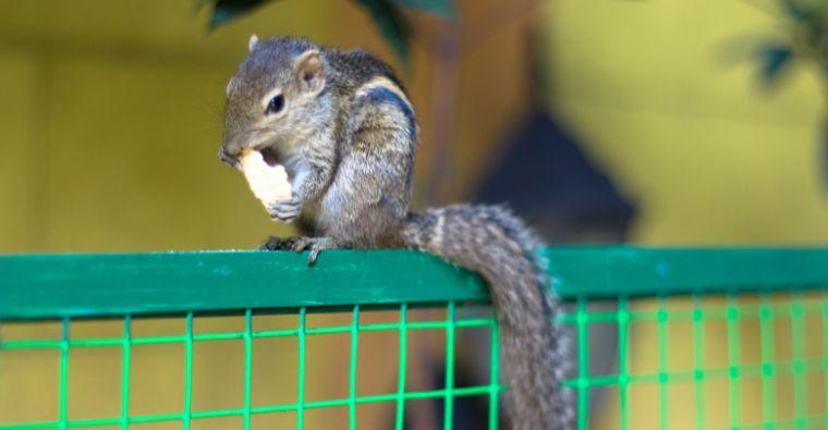 The Silly Adventures of Sammy the Squirrel